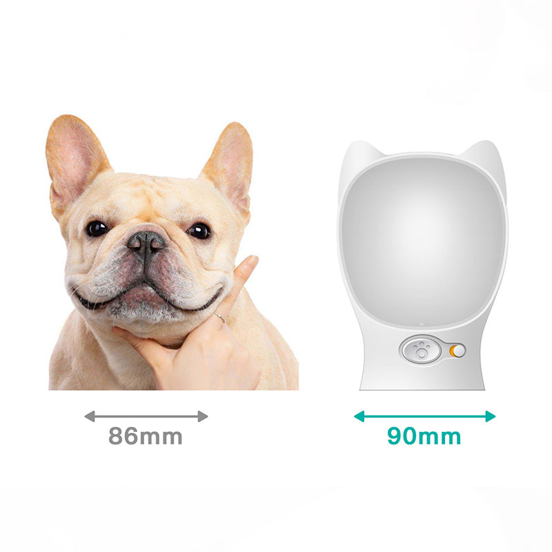 Water bottle Frenchie