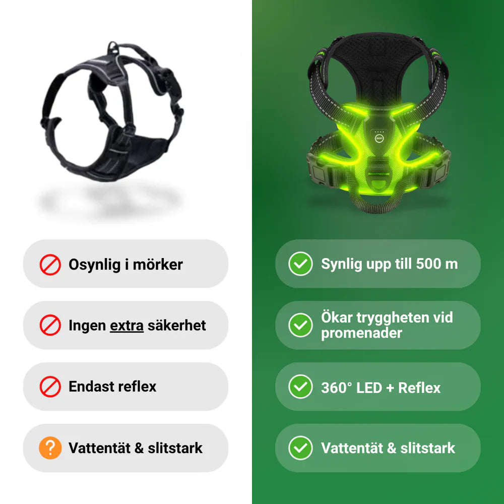 Lysande Hundsele – för maximal säkerhet