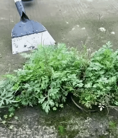 Skrapa Pro – multifunctional steel weed and cleaning scraper
